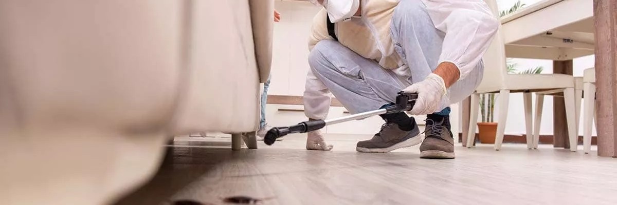 What pests are most expensive to remove