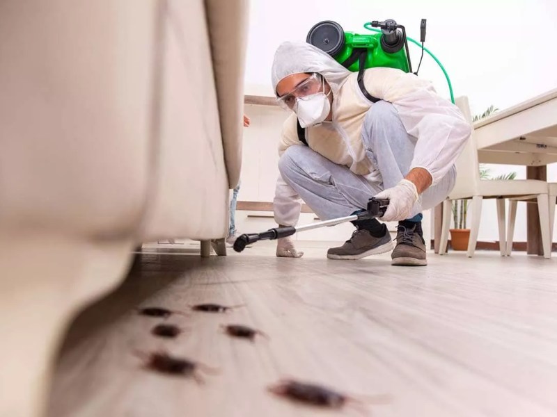 What Pests Are Most Expensive to Remove and Why Early Control&nbsp;Matters?