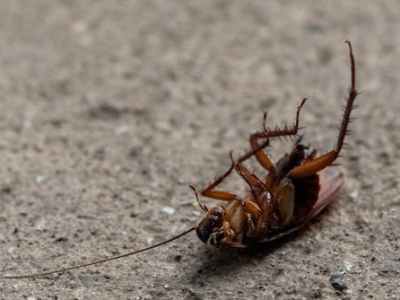 How to Keep a Warehouse Free From Pests and&nbsp;Rodents?